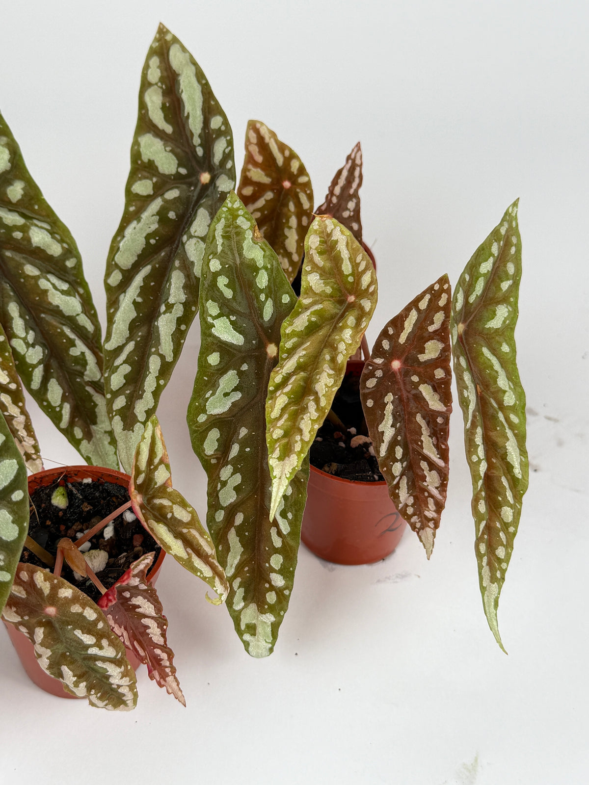 Begonia Lubbersii