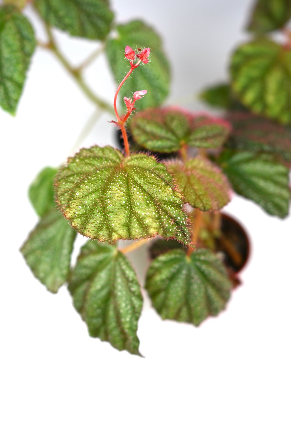 Begonia Sp. Lahad Datu