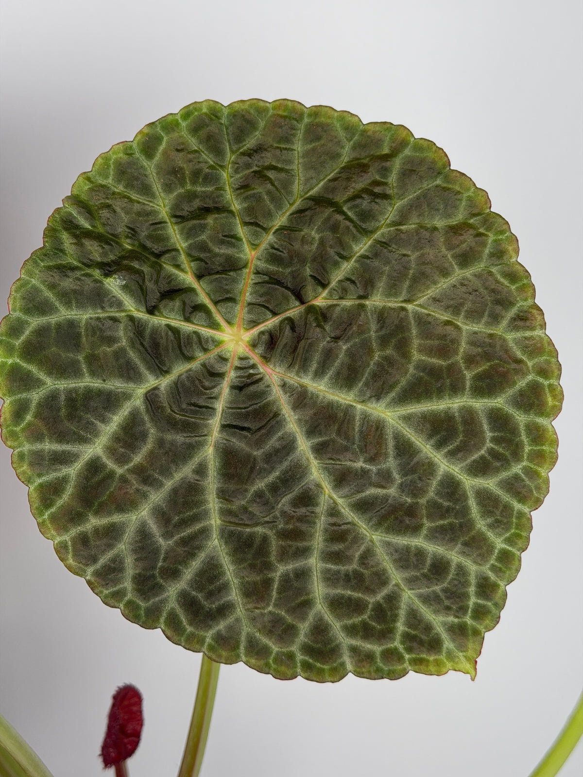 Begonia Goegoensis