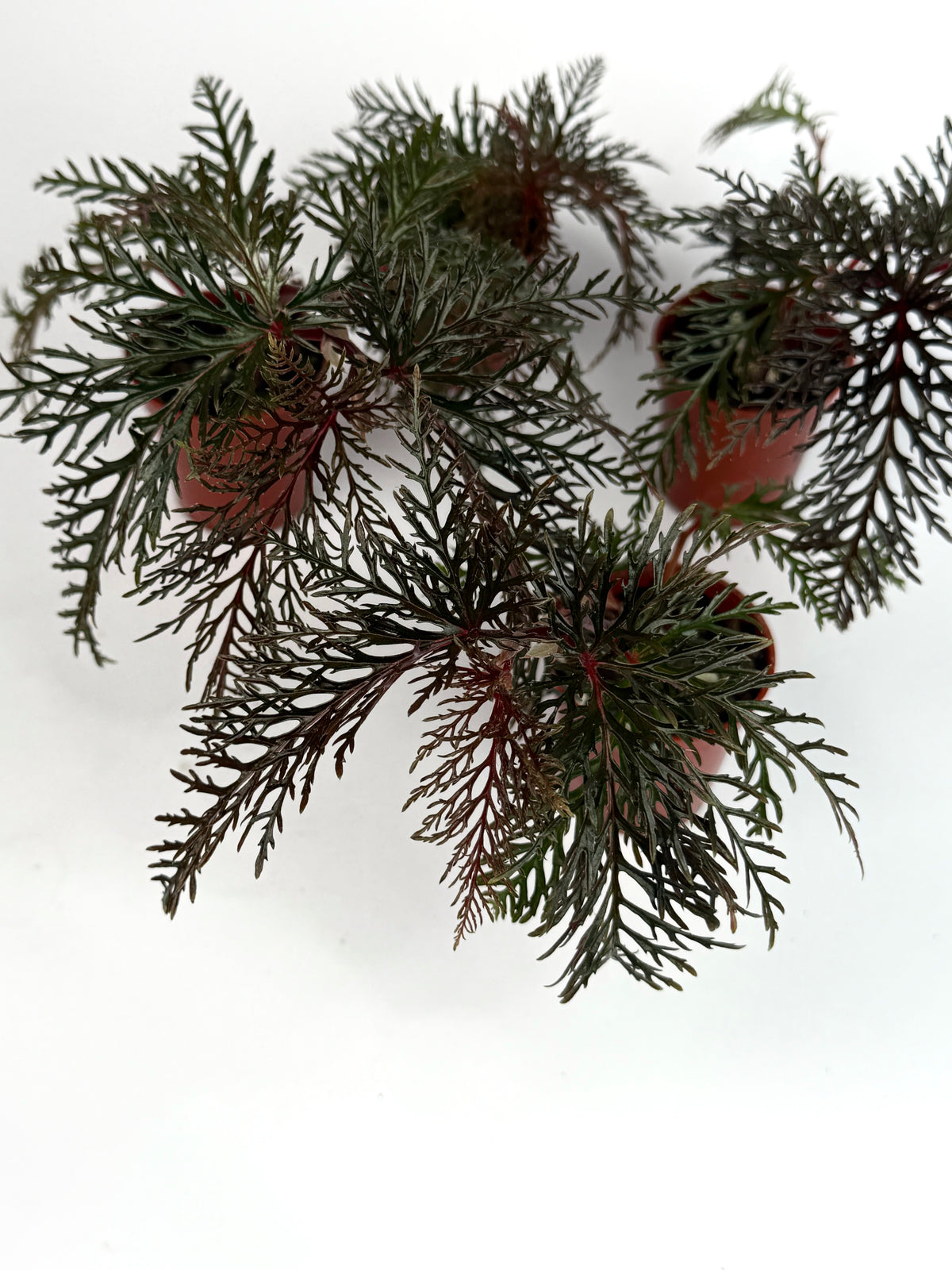 Begonia Bipinnatifida