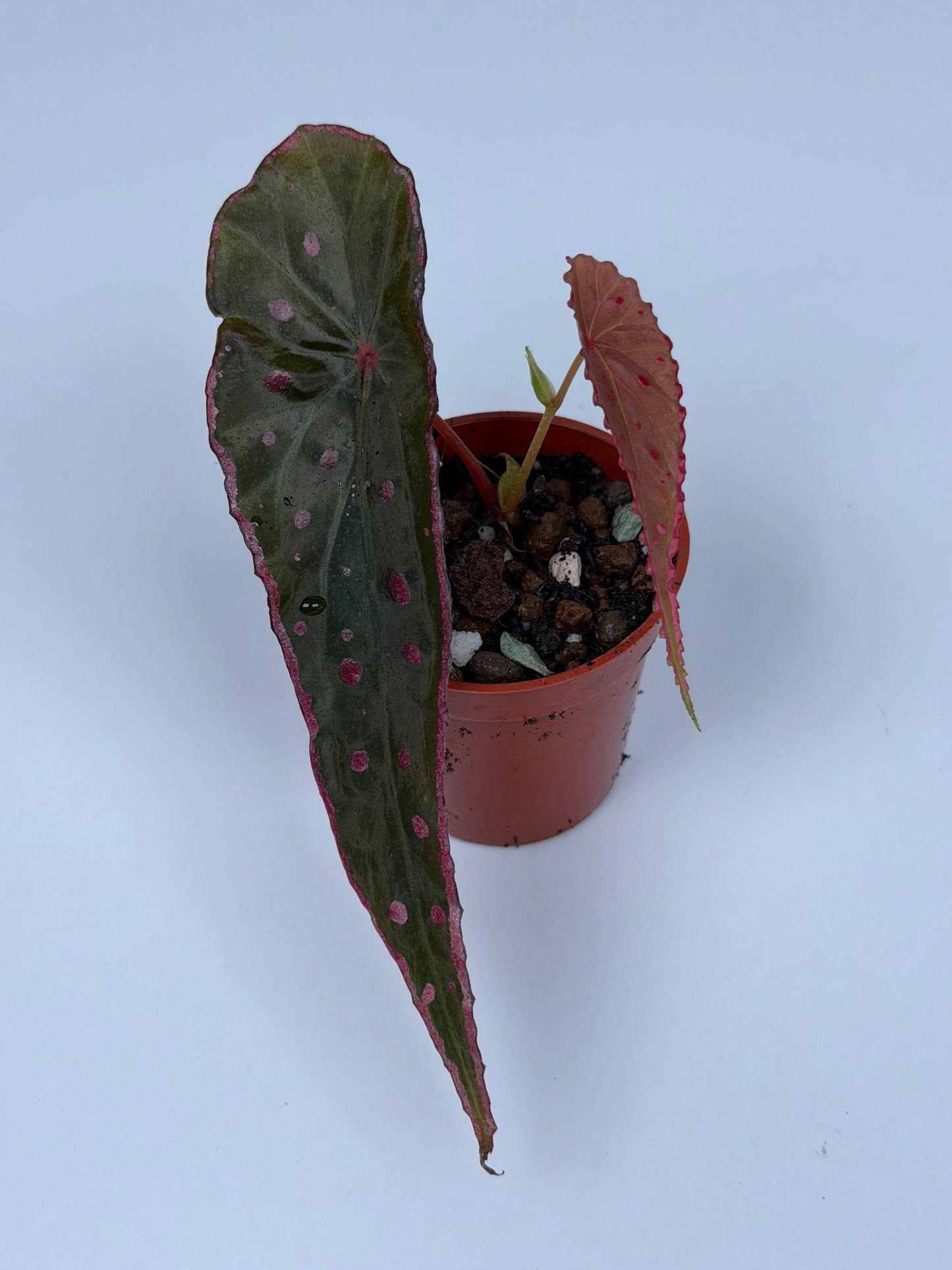 Begonia Nothobaramensis x Amphioxus