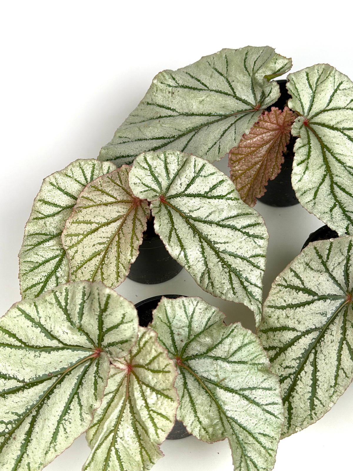 Begonia 'Don Miller'