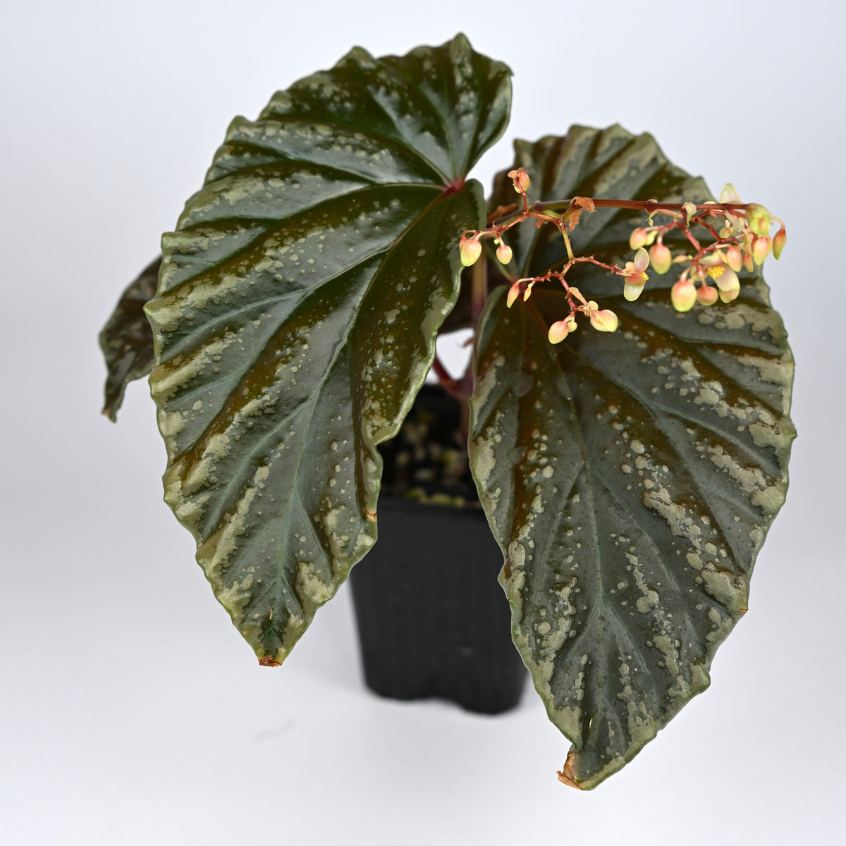 Begonia 'Crazy Pink' x Darthvaderiana