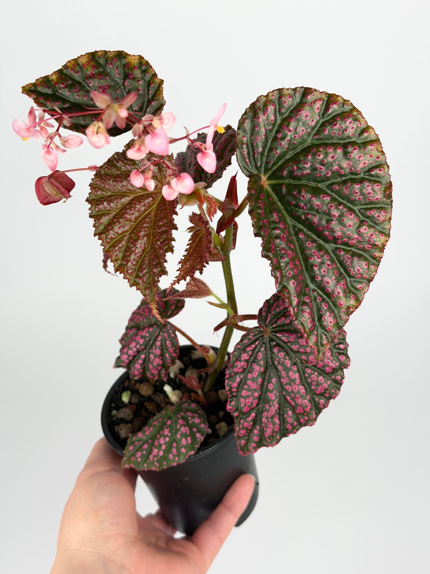 Begonia Negrosensis x Sp. Lahad Datu