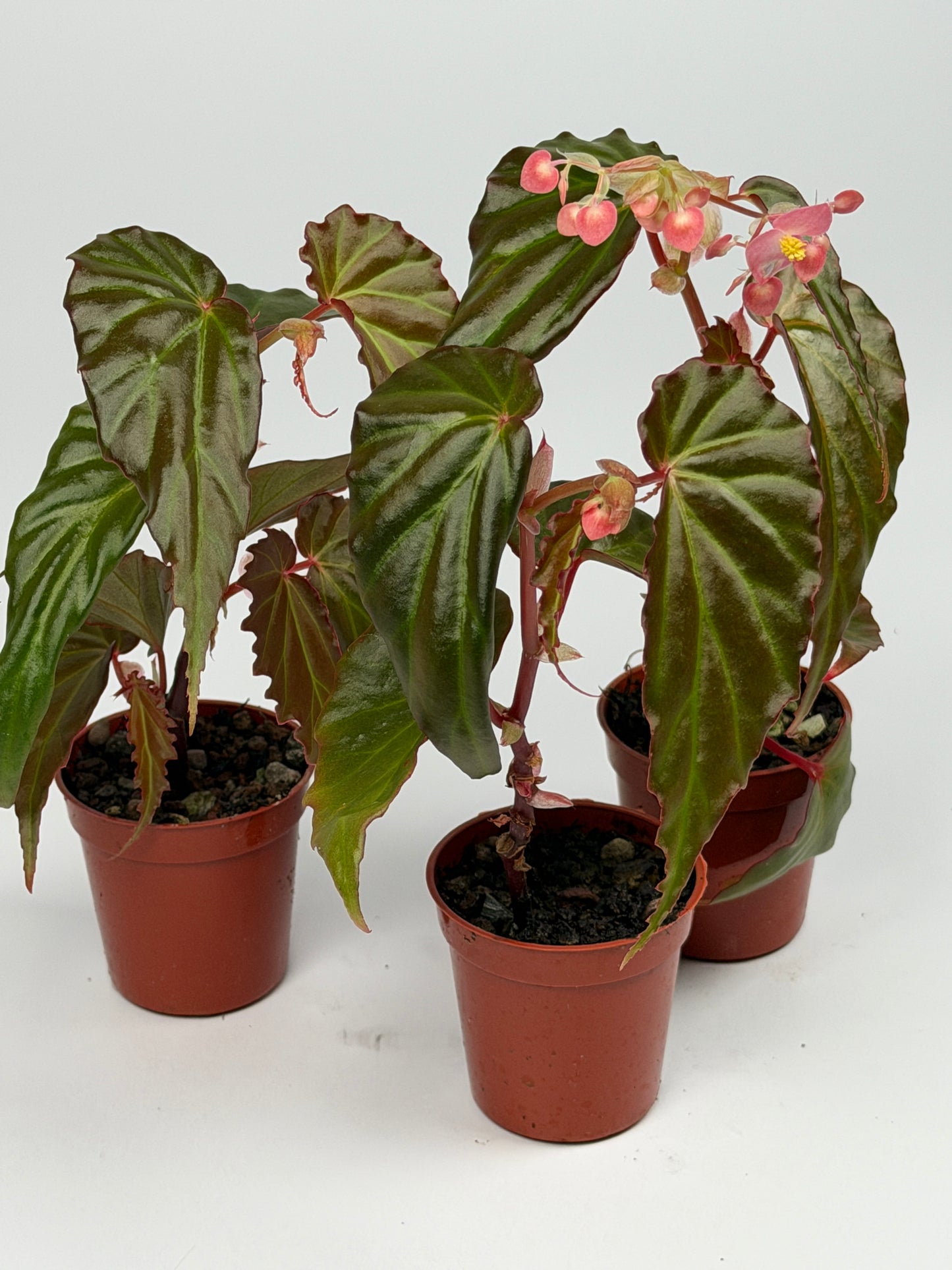 Begonia 'Borneensis'