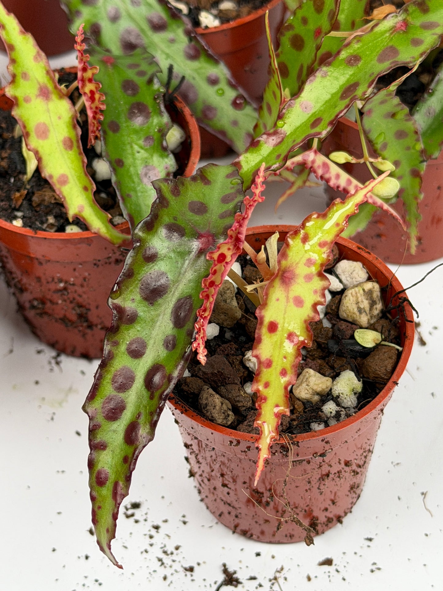 Begonia Amphioxus