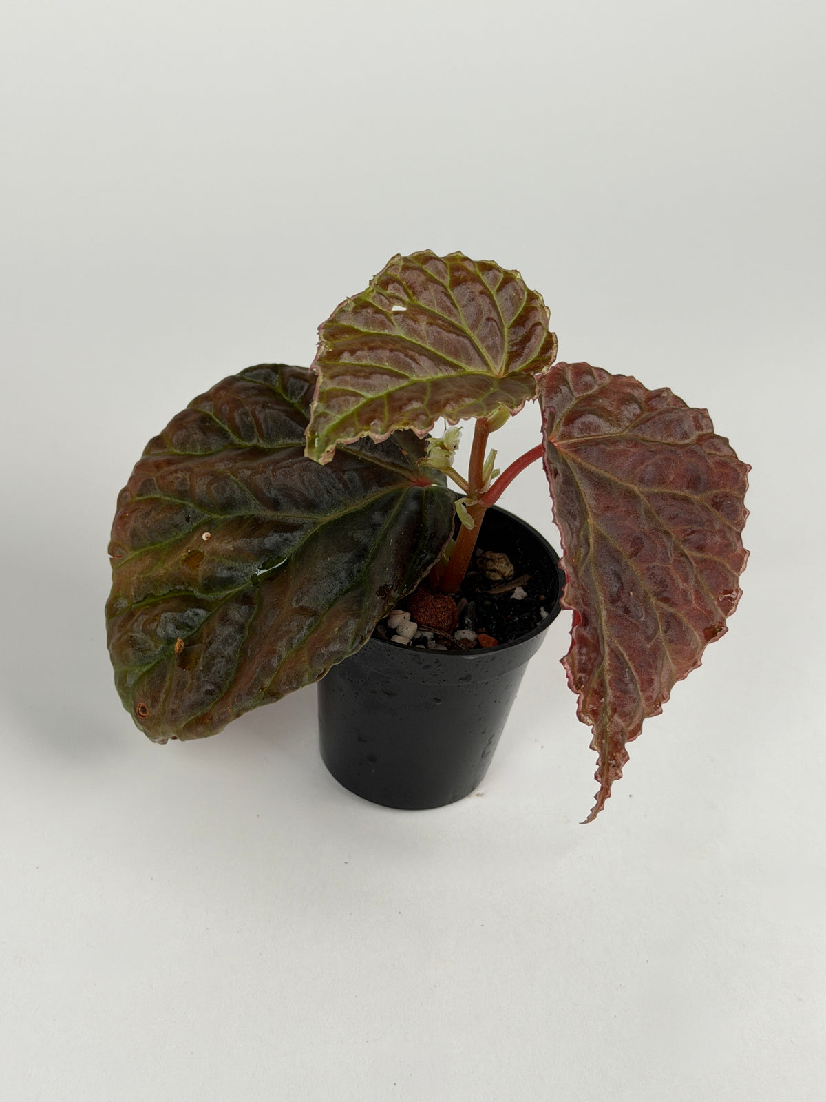 Begonia (Dracopelta x Sarawak) x Darthvaderiana