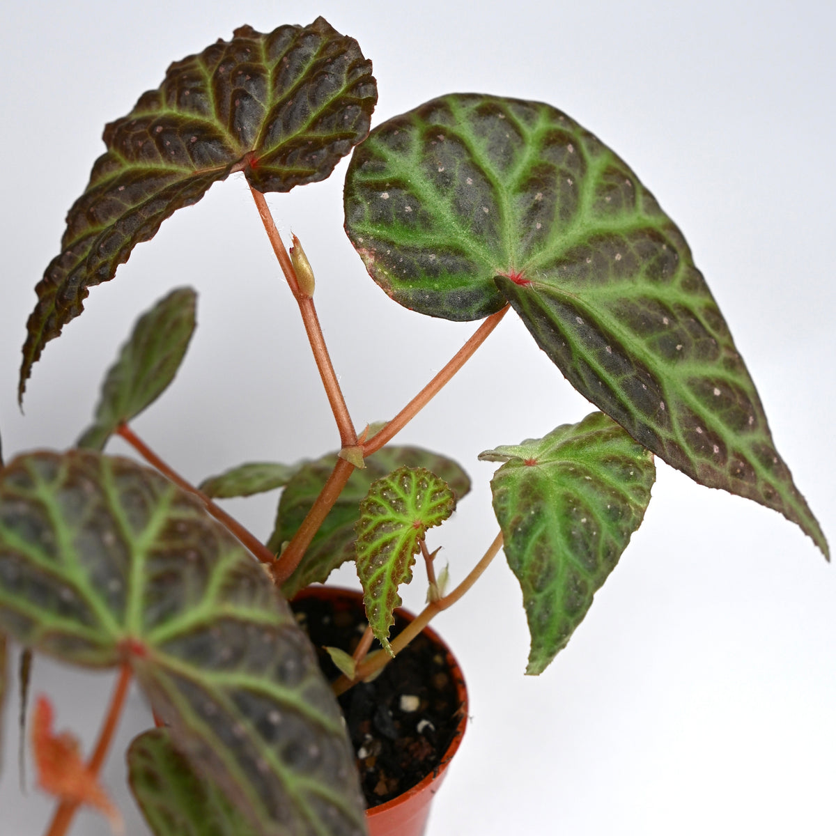 Begonia Dracopelta x Malachosticta DF
