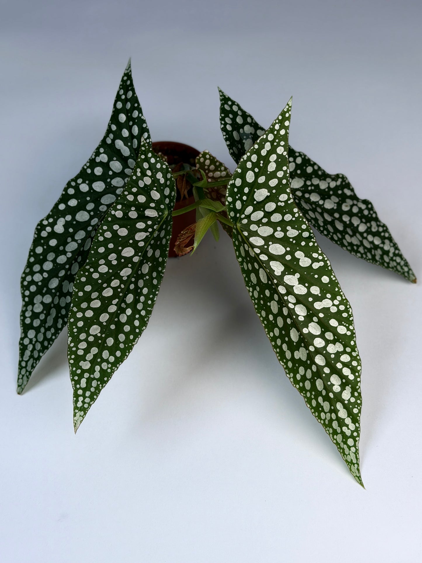 Begonia White Ice