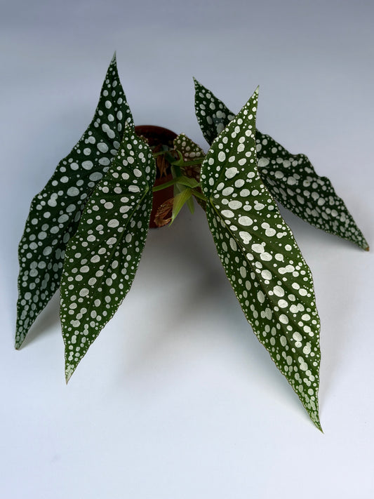 Begonia 'White Ice'