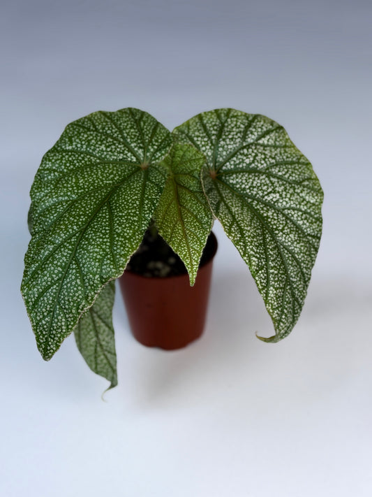 Begonia 'Sinbad'