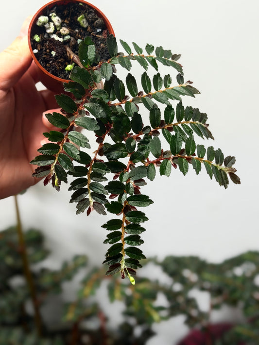 Begonia 'Foliosa'