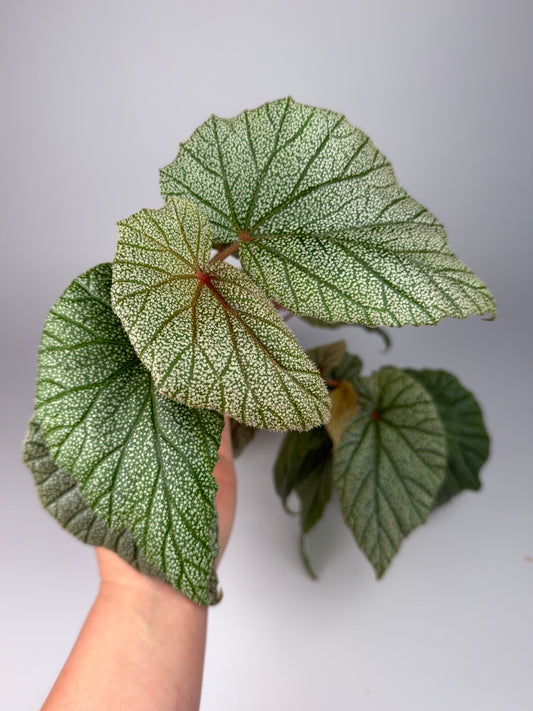 Begonia Sinbad