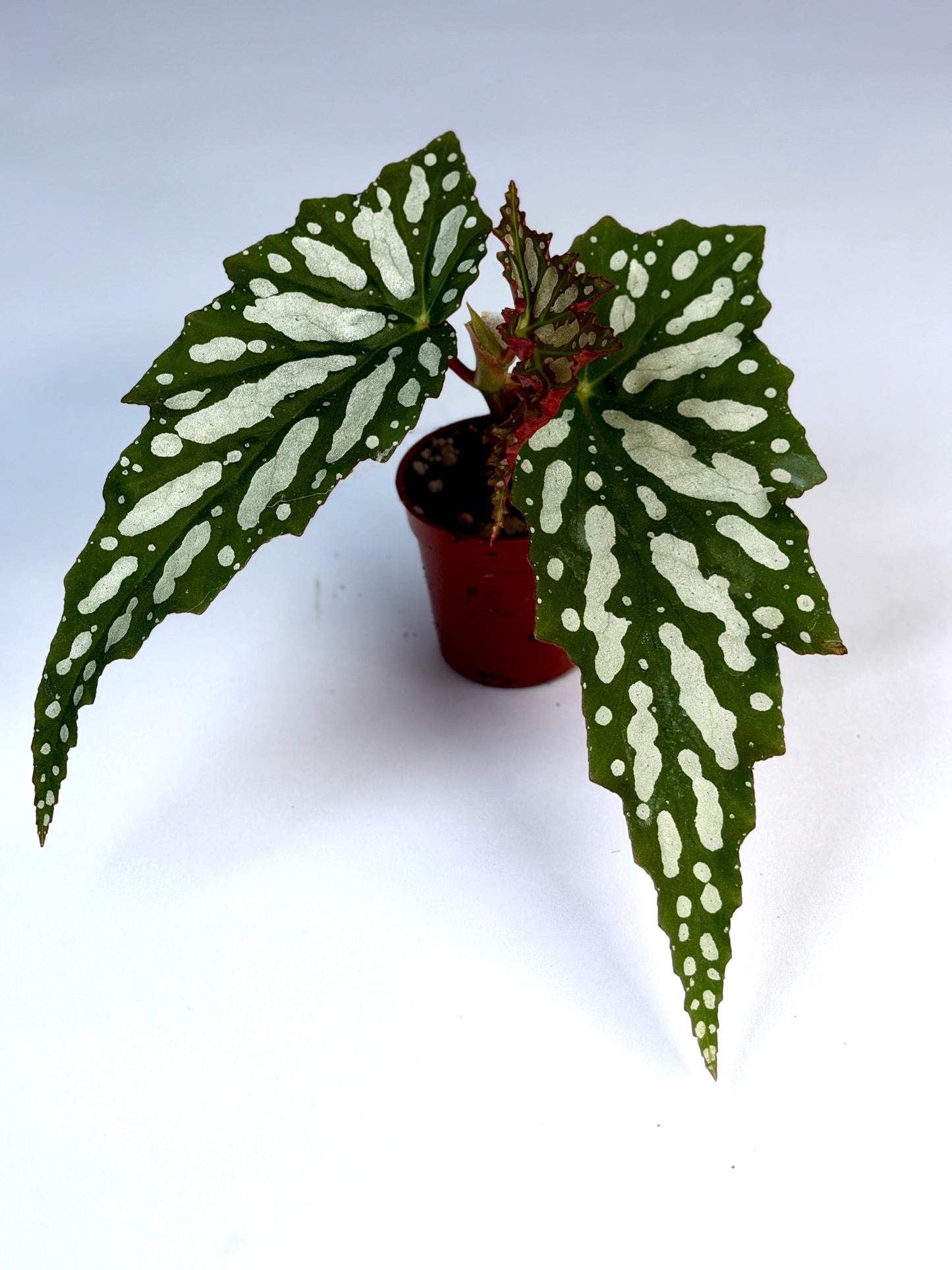 Begonia 'Sherwood Forest'