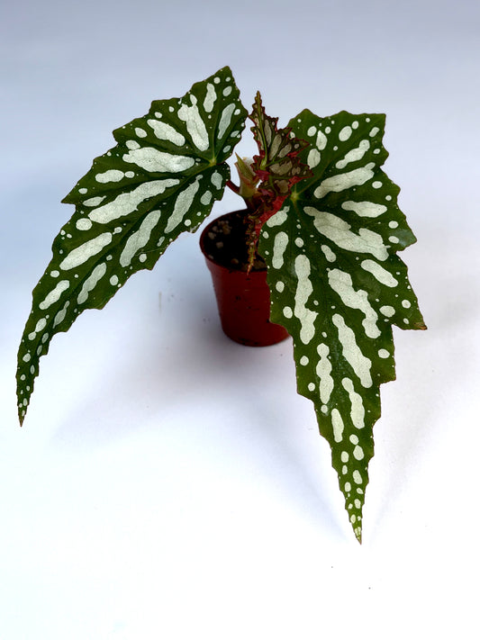 Begonia 'Sherwood Forest'