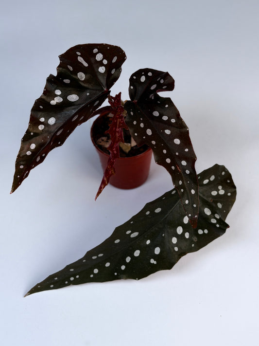 Begonia 'Black Forest'