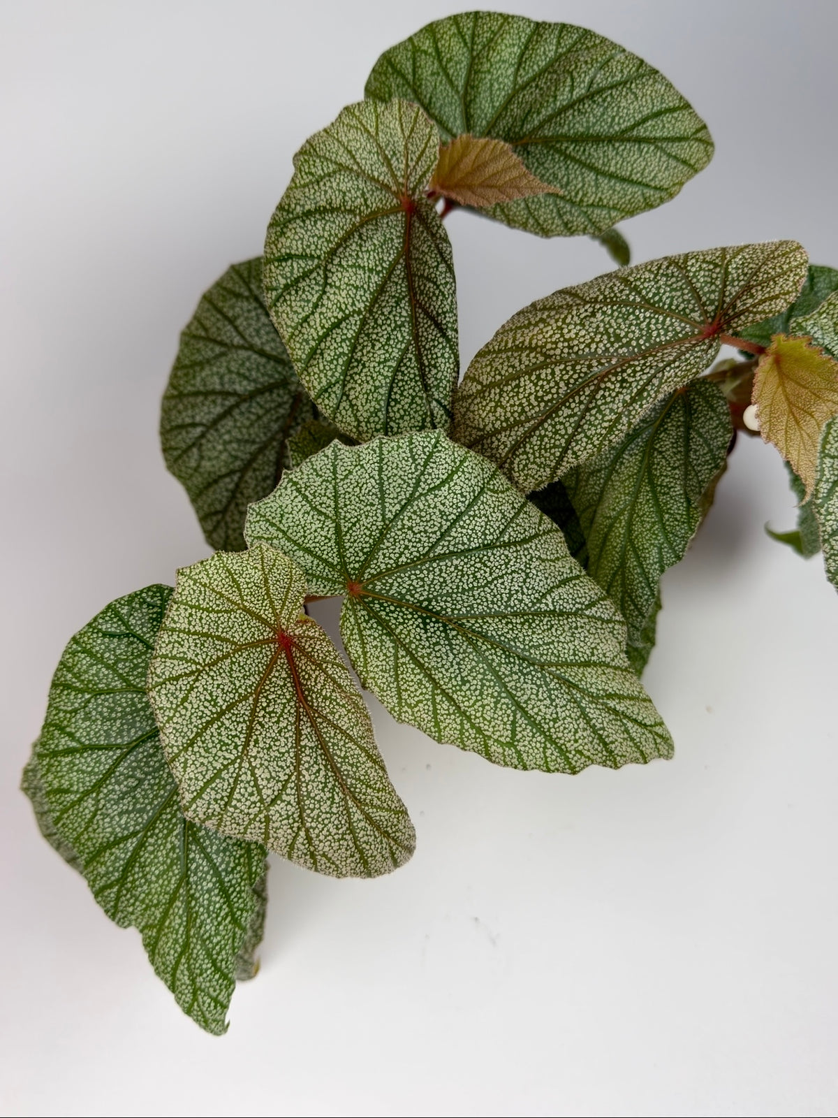 Begonia Sinbad