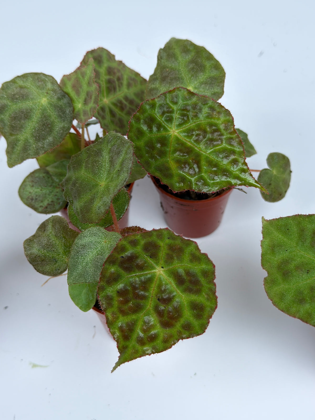 Begonia Sugogo