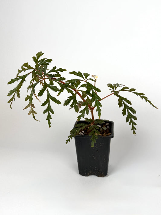 Begonia Polilloensis
