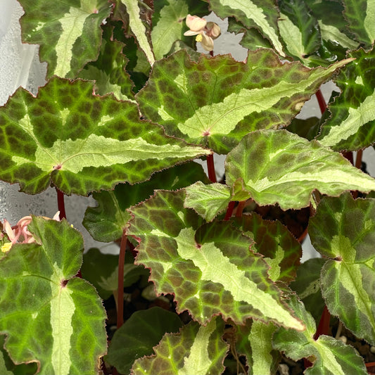 Colorata